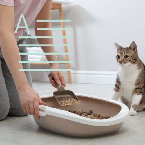 Cleaning Cat Litter While Pregnant